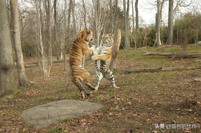 十二生肖成功的秘诀是什么(十二生肖桃花是什么生肖)