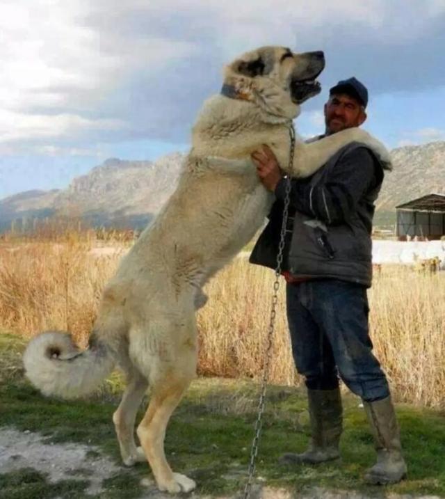 土耳其坎高犬 藏獒:世界上最凶悍的犬有哪些？