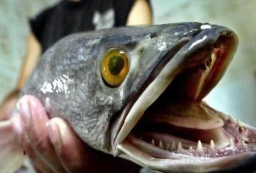 为何美国人不吃亚洲鲤鱼，为什么亚洲鲤鱼在美国会泛滥不能吃