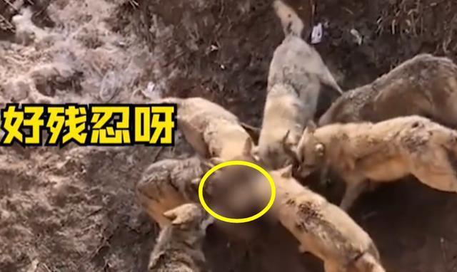 狼和狗的区别在哪里:狼与狗的最大区别是什么呢，有些狗会狼嚎，那狼会不会狗叫呢？