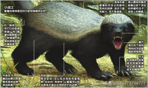 平头哥的动物是:蜜獾究竟是一种什么动物，为什么连狮子都怕它呢