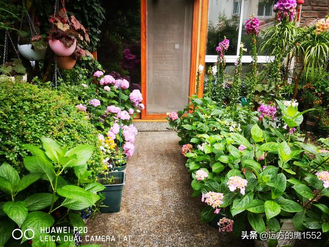 桃叶珊瑚适合种家里吗:绣球花可以种在桂花树下吗？