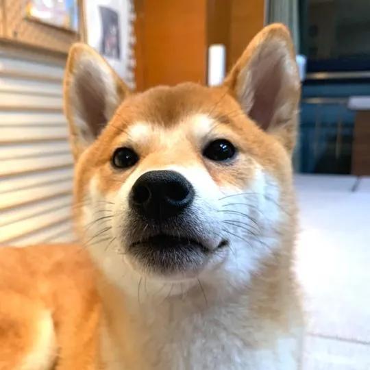 十二生肖中，哪个生肖的富豪最多