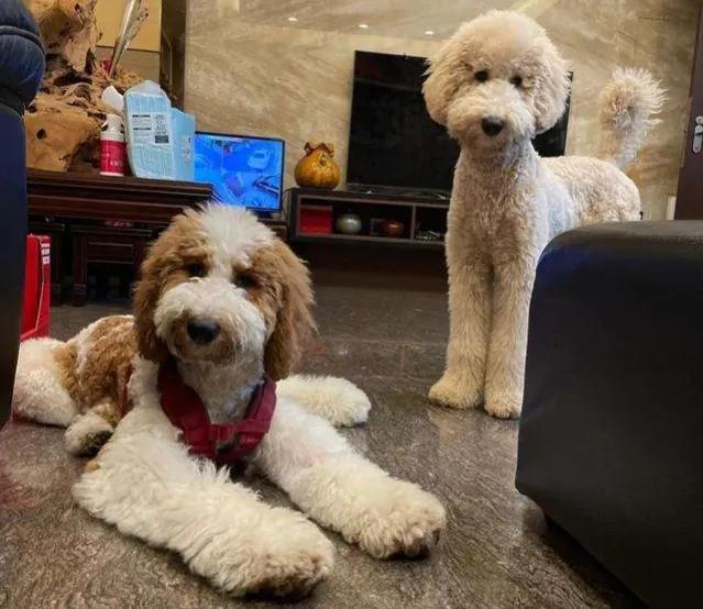 巨型贵宾犬多少钱一只？