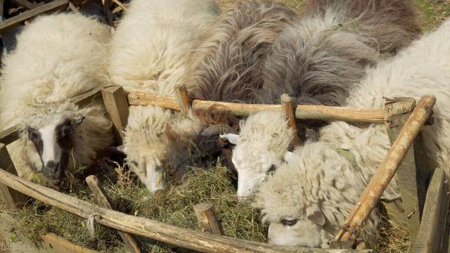 养羊50只一年赚多少钱（养多少羊一年能挣十万）