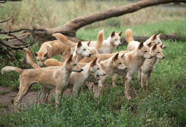 澳洲野犬岛:“村口大黄”到澳变身顶级杀手，吃袋鼠偷绵羊让人头疼，凭什么？ 澳洲野犬视频