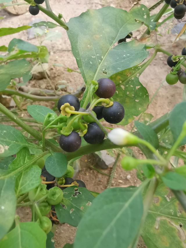 这是什么植物?-孤影寒剑的回答-头条问答