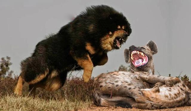 藏獒斗狗比赛咬死狗:大型的纯种藏獒与鬣狗搏斗，无人类干预下，藏獒能打赢吗？