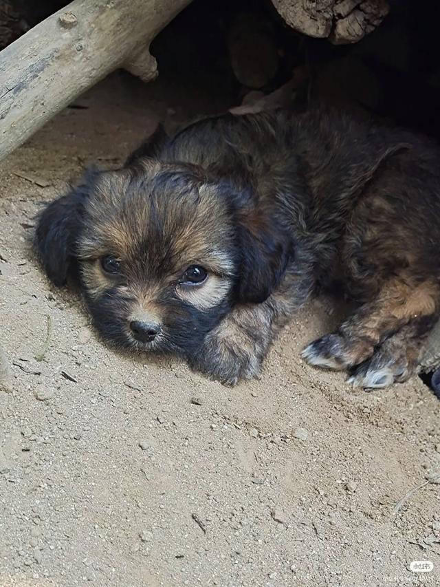 狂犬病致死率近100%，城乡养狗普遍，流浪狗泛滥，该怎么办？插图5