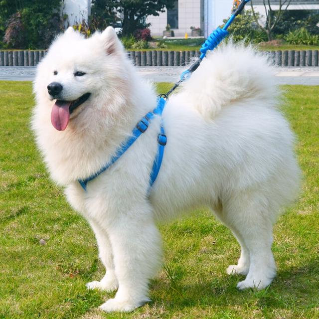 广安禁养大型犬有哪些:城市里养什么狗用来守家防卫最好？