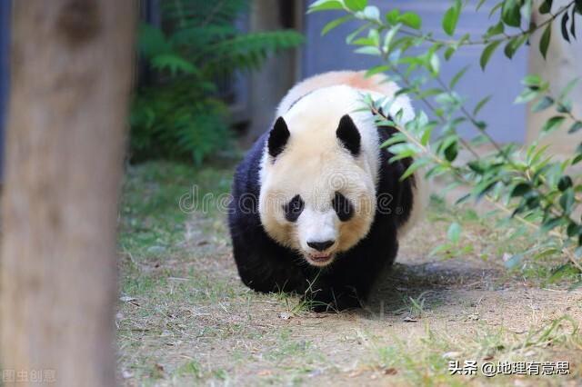 四川曾到处是老虎，大熊猫为何没有被吃绝？插图21