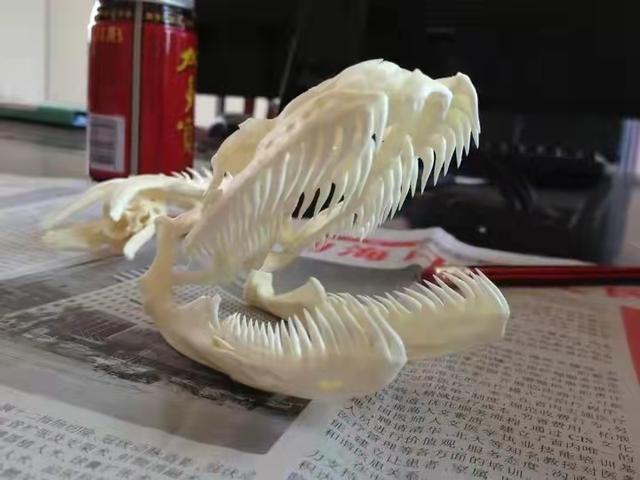 黑曼巴蛇的天敌:蛇最怕什么？在野外碰到蛇该怎么做呢？