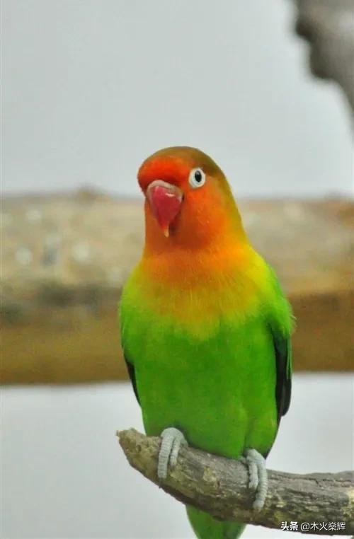 牡丹,虎皮,玄风鹦鹉哪种聪明?哪种比较笨?-惠修网