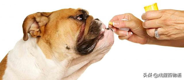 宠物用药:如何正确给生病的狗狗吃药喂药？