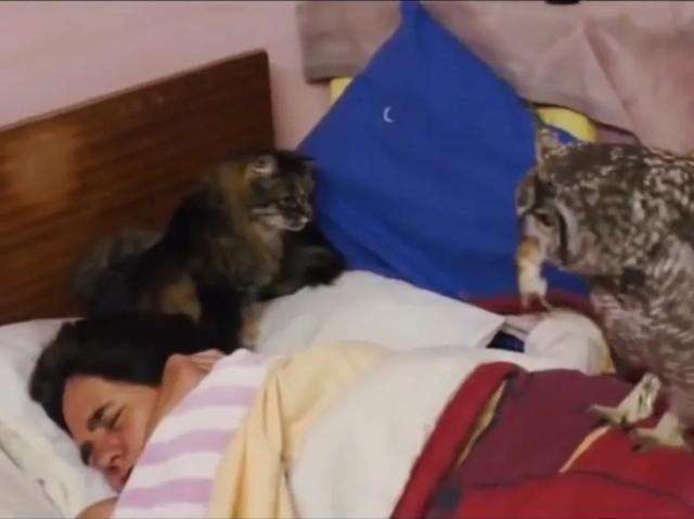 大家听过或经历过最感人的动物报恩的故事是什么？插图15