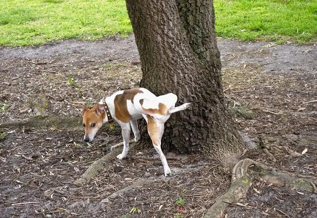 澳洲野狗交配视频:狗最怕什么气味？它不敢接近什么？