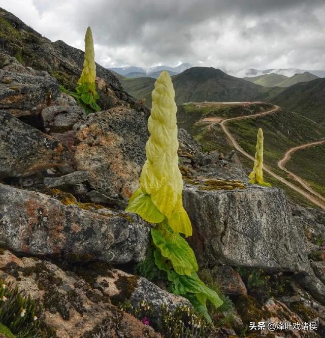 今年喜马拉雅山帝王花图片:喜马拉雅山400年一见的帝王花 有一种兰花叫“鬼兰”，一朵花能换一套房子，是真的吗？