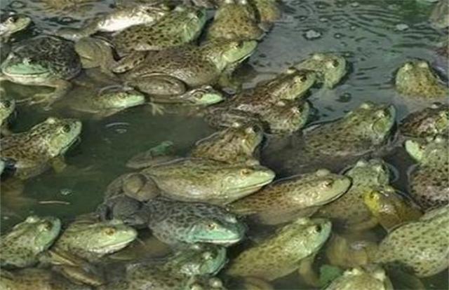成体的非洲牛蛙多少钱:入侵我国的牛蛙导致国内哪些物种的灭绝，为啥最后成了餐桌美食？