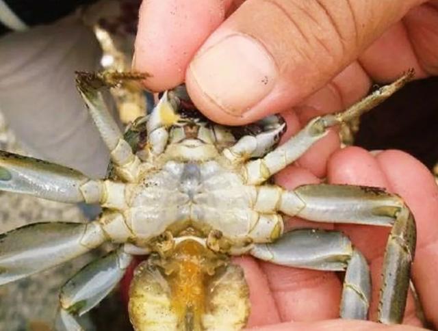 可以控制螃蟹的蟹奴是怎么把螃蟹身体掏空的