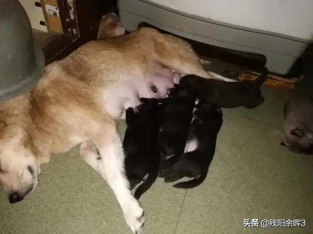 狗狗什么时候开始认主？插图19