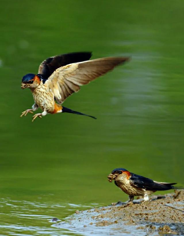 头条问答 - 下联:紫燕衔泥报春临.如何对上联?(152个回答)