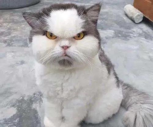 为什么猫更喜欢跟女主人玩耍？插图8