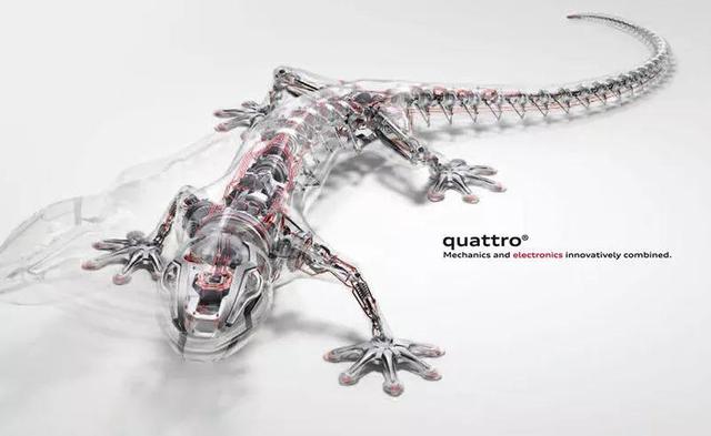 你知道车后贴壁虎的含义吗?-我的快乐小窝