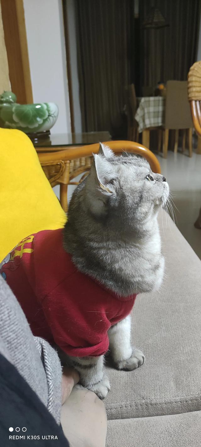 为什么猫更喜欢跟女主人玩耍？插图19