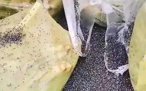 像黑云一样！内蒙古满洲里漫天飞虫来袭，到底是什么有危害吗
