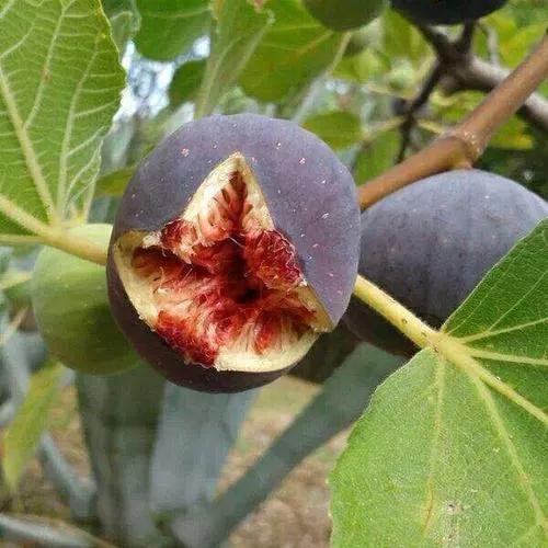 想致富多种树,种什么树致富快,应该在什么地方种才合法？