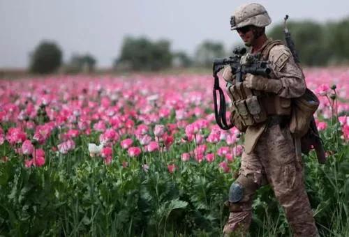 阿富汗会放弃种植鸦片吗，美军为阿富汗种植罂栗提供保护，从中能得到什么利益