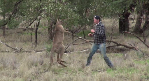 考拉吃什么食物，澳大利亚的动物那么傻，人类为什么不以它们为食
