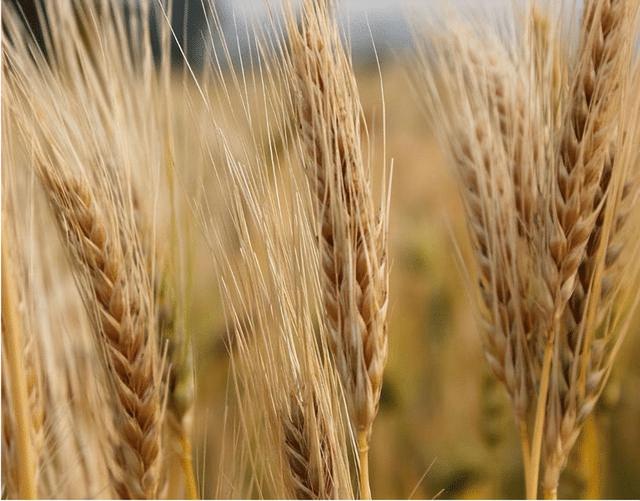 拥有海量铁矿石的澳大利亚为何不自己炼钢，从而创造更多的利润？插图12