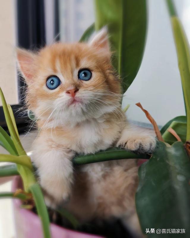 猫发情 叫声:母猫发情时到底是种什么体验？