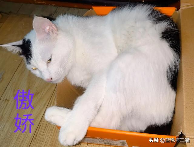 愤怒的猫咪下载:有哪位网友能分享一下交易猫的经历吗？
