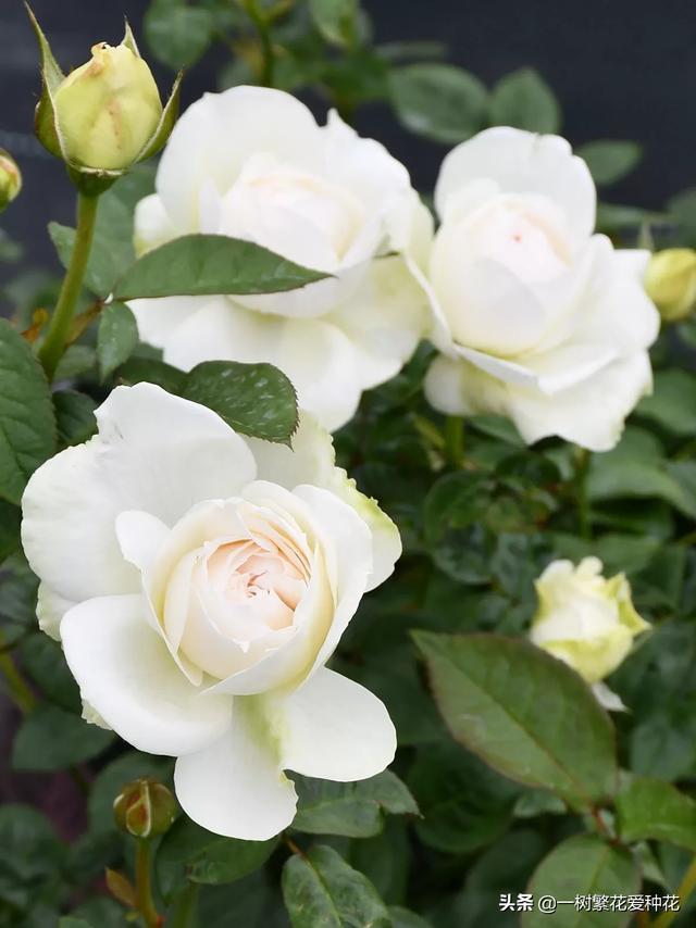 最香的几款月季品种是什么？插图103
