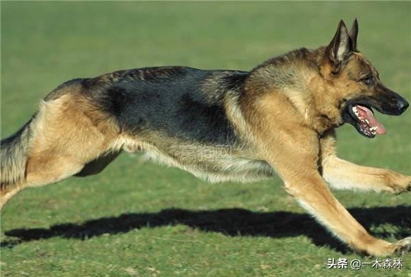 狩猎犬俱乐部:为什么狼群不敢攻击有牧羊犬保护的羊群？狼群难道打不过一条狗？