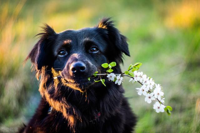犬姊妹:十二生肖跟兄弟姐妹都是如何相处的？