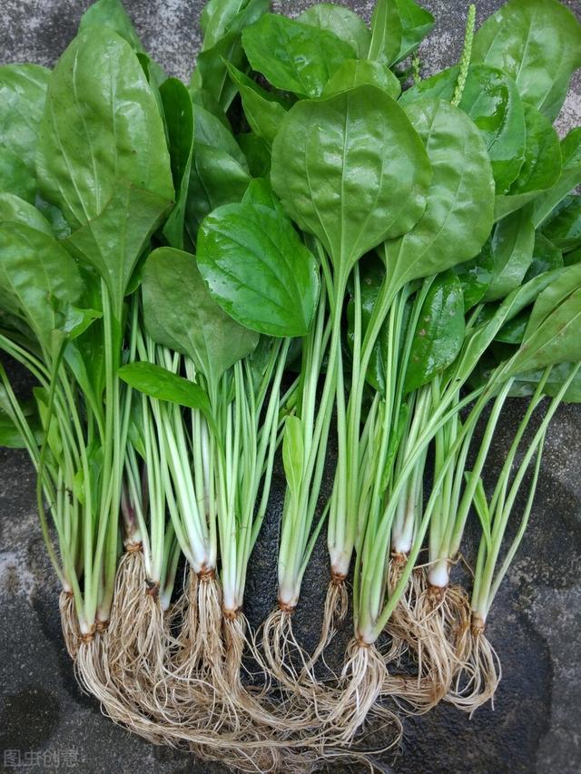 祛湿能赛过红豆的食物是什么呢？插图6