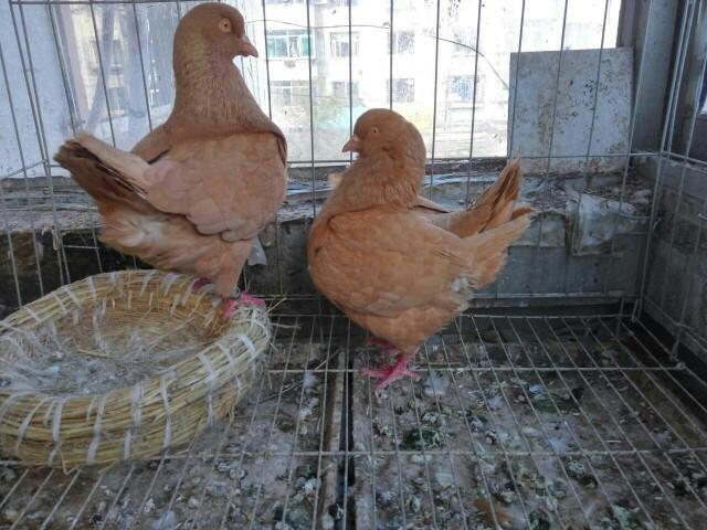 jiaopei:为什么人类不能近亲结婚，而动物可以近亲繁殖？
