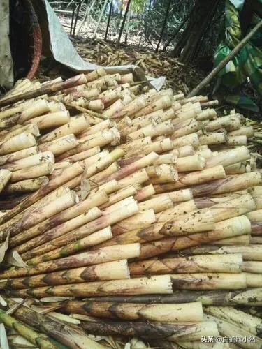 被山蛩虫咬了有没有毒:中医如何治疗虫咬性皮炎？