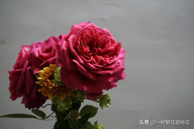 最香的几款月季品种是什么？插图110