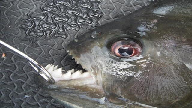 巨骨舌鱼是保护动物吗，亚马孙河流域中，水獭实力能排在第几位