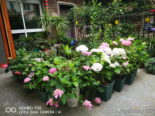 桃叶珊瑚适合种家里吗:绣球花可以种在桂花树下吗？