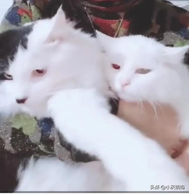 流浪狗和流浪猫好句子:那些收养流浪猫、流浪狗的是些什么人？