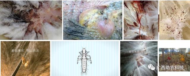 鸡身上长虱子怎么去除:鸡鸭等动物长虱子怎么办？