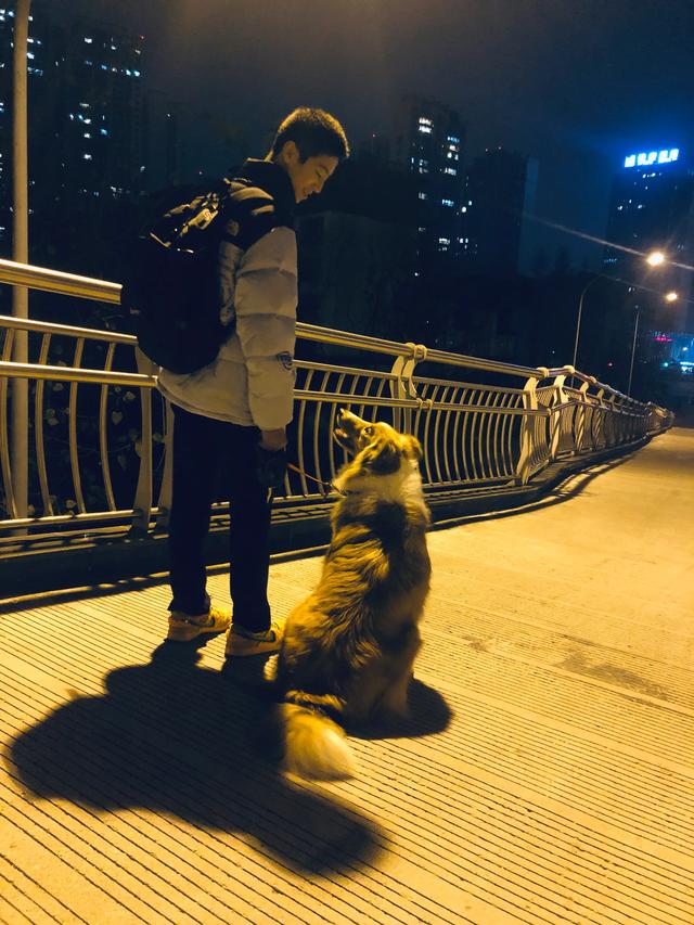 养一条世界公认智商最高的边境牧羊犬是一种怎样的体验？插图19