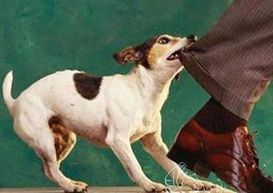 属兔男命运怎么样,属兔的男人都喜欢什么样的女人？