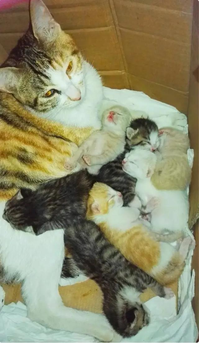 喂什么宠物猫的种类:宠物猫最好给它吃什么样的食物？