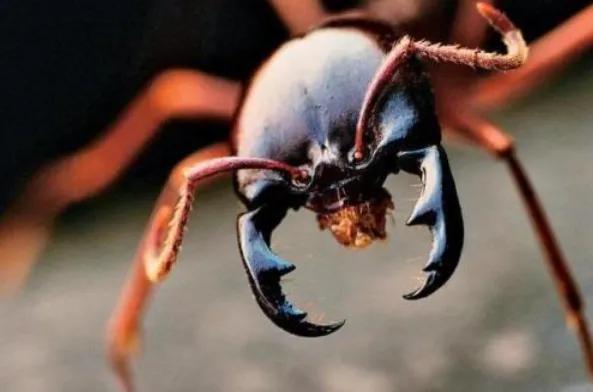 南美洲食肉蚁是"人兽通吃",这是真的吗?